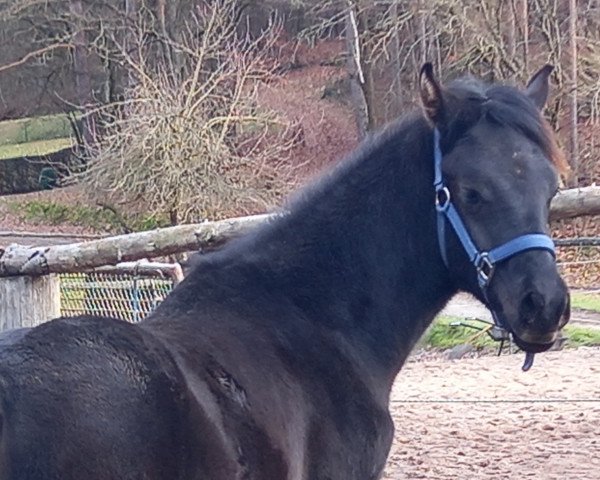 horse Black Alfayiz (Arabian thoroughbred, 2022, from AJM Shirass ox)