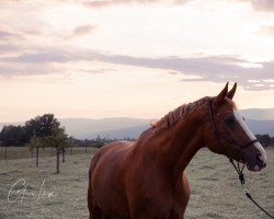 Dressurpferd Ravissante de Villars CH (Schweizer Warmblut, 2006, von Rascalino)