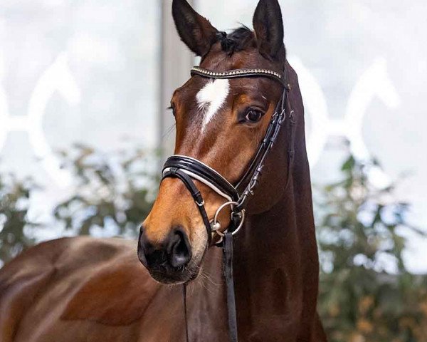 dressage horse Golden Night (Rhinelander, 2018, from Goldberg 15)