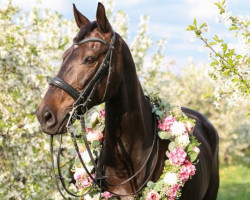 Dressurpferd Debiut (Polnisches Warmblut, 2010, von Rotmistrz)