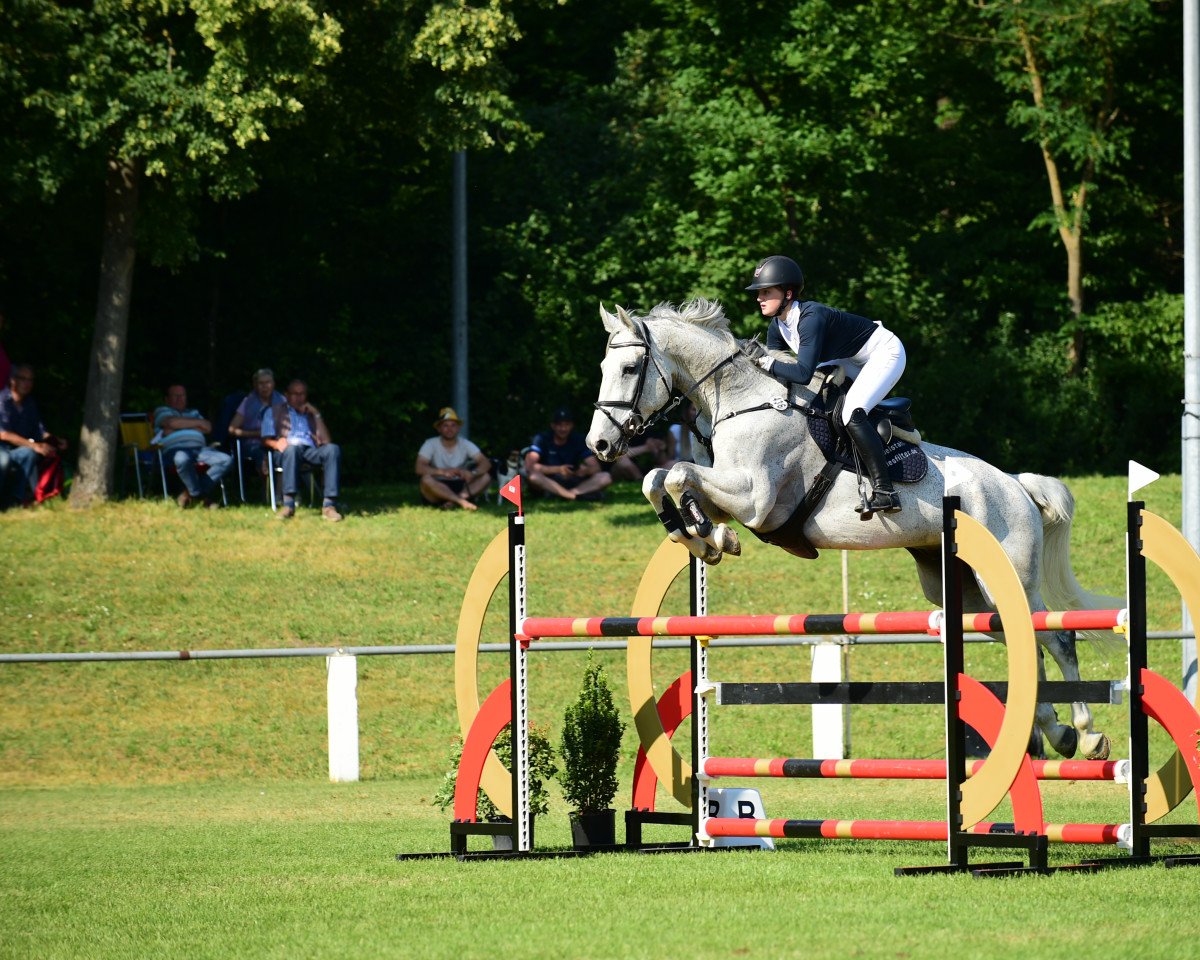 jumper Messie - Sl (Belgian Warmblood, 2012, from Canabis Z)