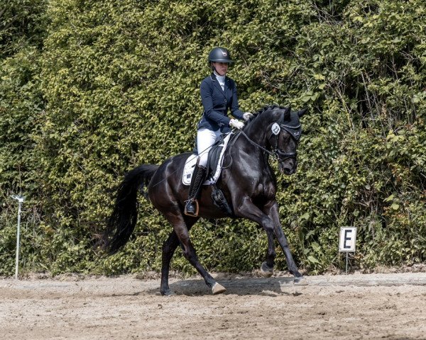 dressage horse Miss Miller 5 (Hanoverian, 2019, from DSP Marc Cain)