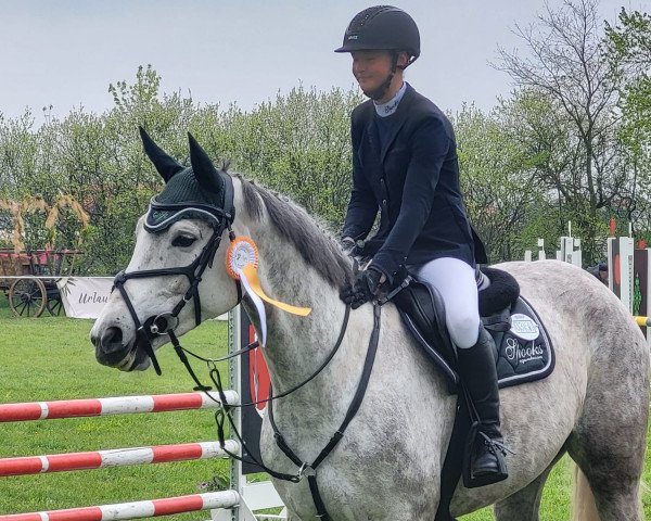 jumper Cara Mia 168 (German Sport Horse, 2017, from Colourful Champ DH)