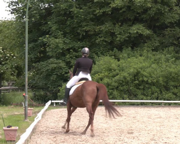 Reitturnier St. Pölten 2023