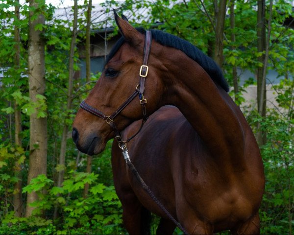 dressage horse Levinio 10 (Westphalian, 2006, from Laudabilis)