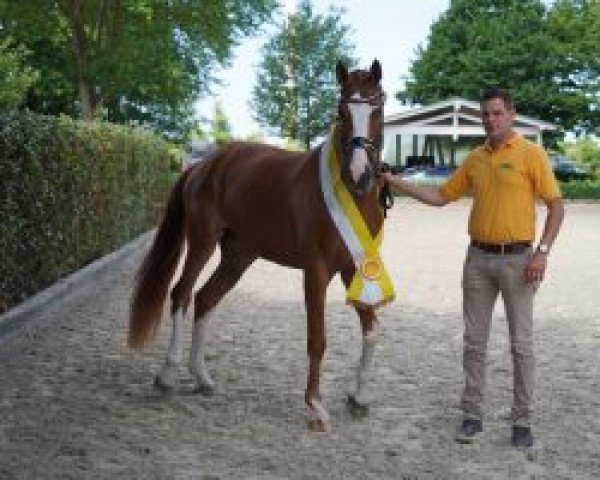 dressage horse Dori V (Hanoverian, 2019, from Don Allegro)
