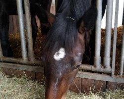 dressage horse Idefix V (Hanoverian, 2019, from Isterberg V.)