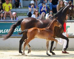 Springpferd Duke de Bavière (Westfale, 2023, von Dollar du Rouet)