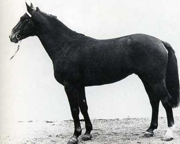 stallion Geai de la Cense (Selle Français, 1972, from Quelqu'Un)