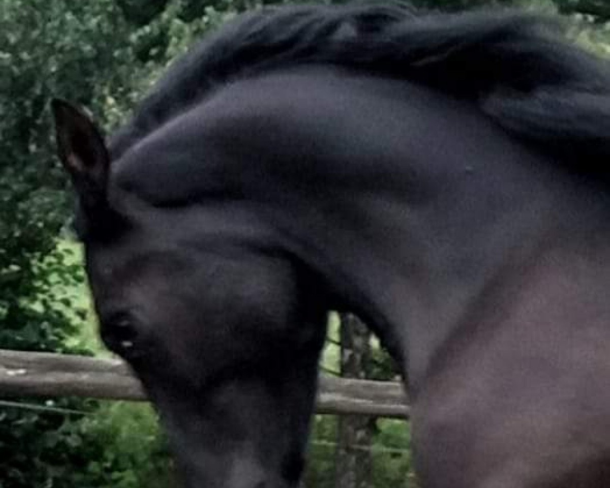 jumper Black Rih Ox (Arabian, 2017, from Black Rashid ox)