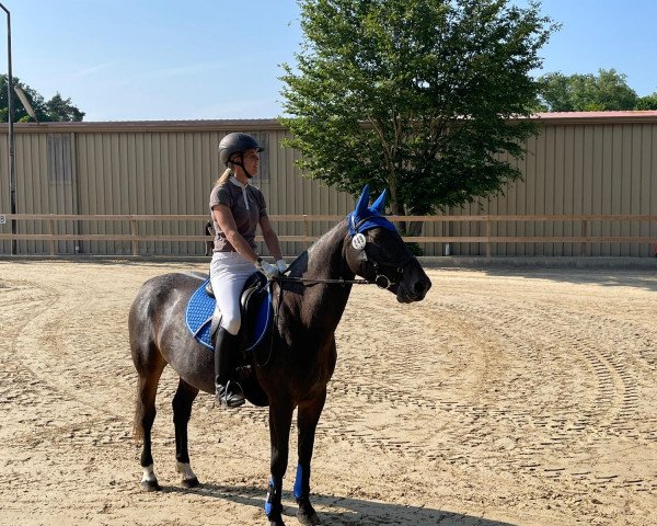 dressage horse Molly Malone 18 (Appaloosa, 2016)