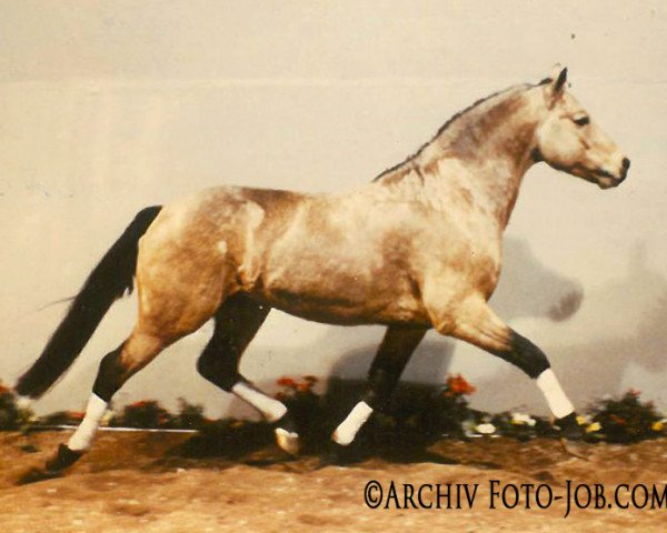 Deckhengst Rasmus (Connemara-Pony, 1981, von Diamond Rum)