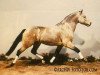 stallion Rasmus (Connemara Pony, 1981, from Diamond Rum)