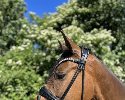 dressage horse Doolittle (German Riding Pony, 2018, from D-Power AT)