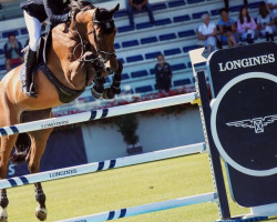 jumper Nalou of Greenhill Z (Zangersheide riding horse, 2011, from Nabab de Rêve)