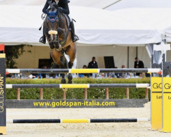 jumper Otello de Guldenboom (Belgian Warmblood, 2014, from Tobago Z)