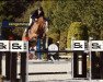 jumper Casallbis (Oldenburg show jumper, 2016, from Casallco)