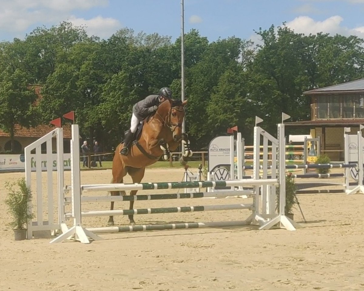Springpferd C'est Caia (Holsteiner, 2018, von Colman)