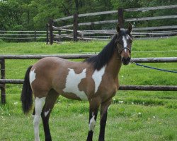 broodmare Diamond Chance (Selle Français, 2013, from Roccossifred)