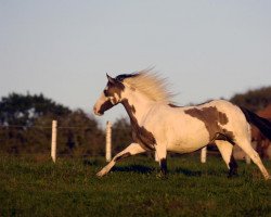 Zuchtstute Sunday Chance (Paint Horse, 2002, von Blue Chance Amigo)