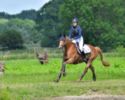 dressage horse Incy Wincy (Trakehner, 2006, from Buddenbrock)