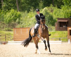 dressage horse Extravagant E (Westfale, 2019, from Escolar)