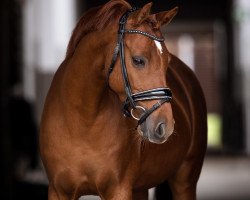 Springpferd Der kleine Rebell (Deutsches Reitpony, 2012, von Red Diamond B)