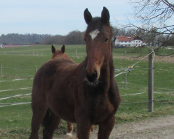 horse Avigdor (Holsteiner, 2022, from Atillio xx)