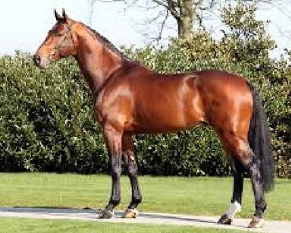 Deckhengst Vagabond de la Pomme (Belgisches Warmblut, 2005, von Vigo d'Arsouilles)