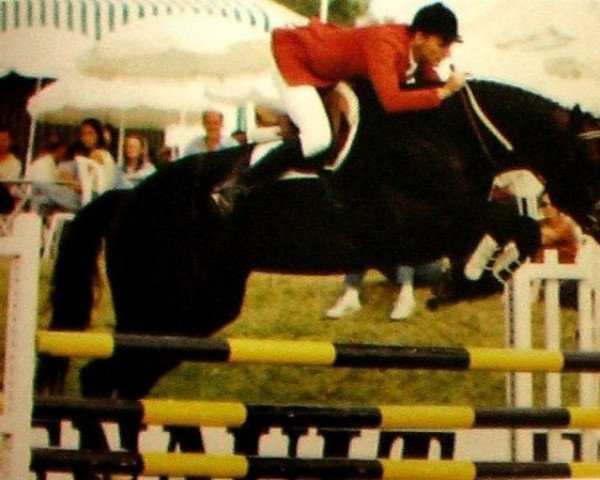 stallion Saphir du Riou (Selle Français, 1984, from Nantoung)