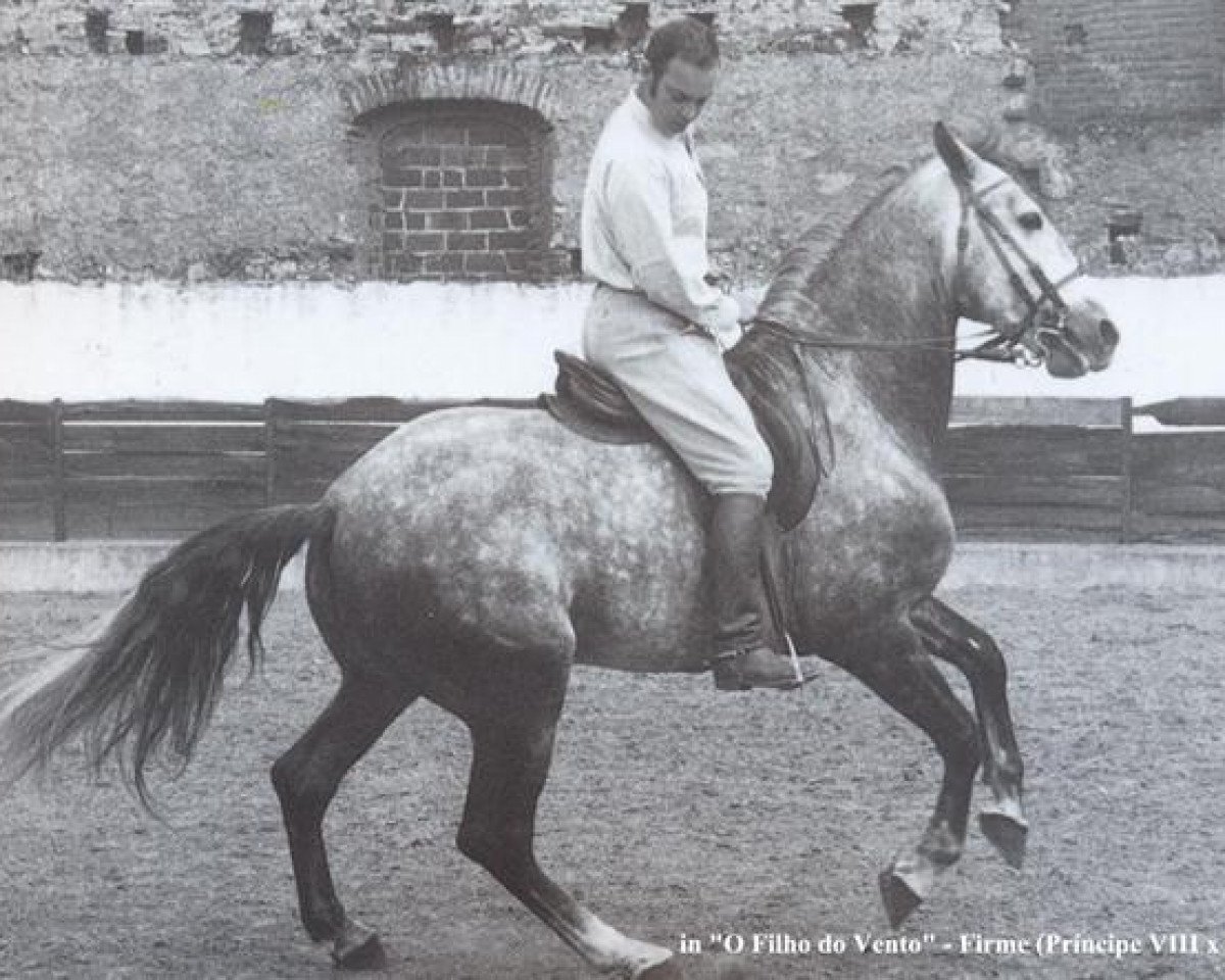 stallion Firme (Lusitano, 1956, from Principe VIII)