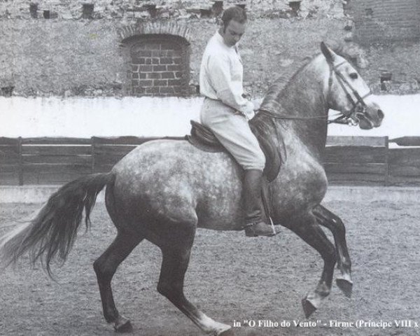 stallion Firme (Lusitano, 1956, from Principe VIII)