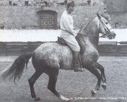 Deckhengst Firme (Lusitano, 1956, von Principe VIII)