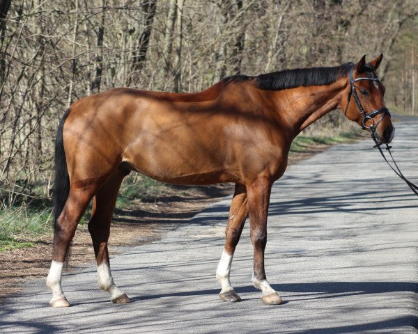 jumper Chiaro Grande (German Sport Horse, 2018, from Casino Grande)