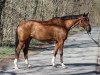 jumper Chiaro Grande (German Sport Horse, 2018, from Casino Grande)