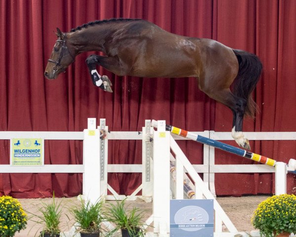 stallion Domingos Jt Z (Zangersheide riding horse, 2014, from Dieu-Merci van T&L)