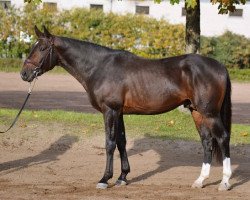 stallion Quandar Cece (Belgian Warmblood, 2016, from Hardrock Z)