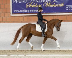 dressage horse K.C. Behiya (Hannoveraner, 2019, from Callaho's Benicio)