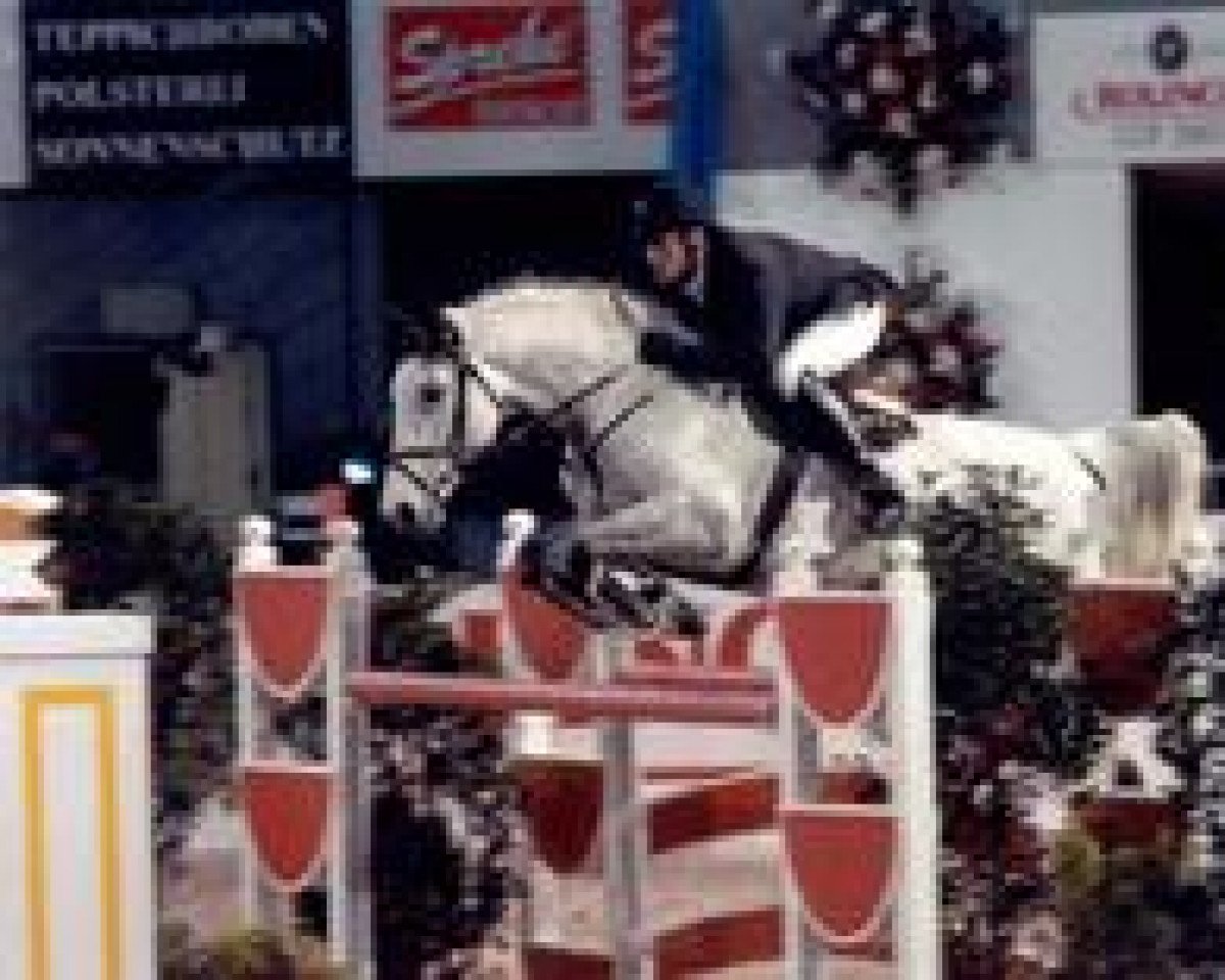 stallion Cassino (Swiss Warmblood, 1992, from Cassini I)