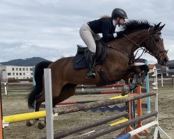 Springpferd Lilla van der Wart (Österreichisches Warmblut, 2010)