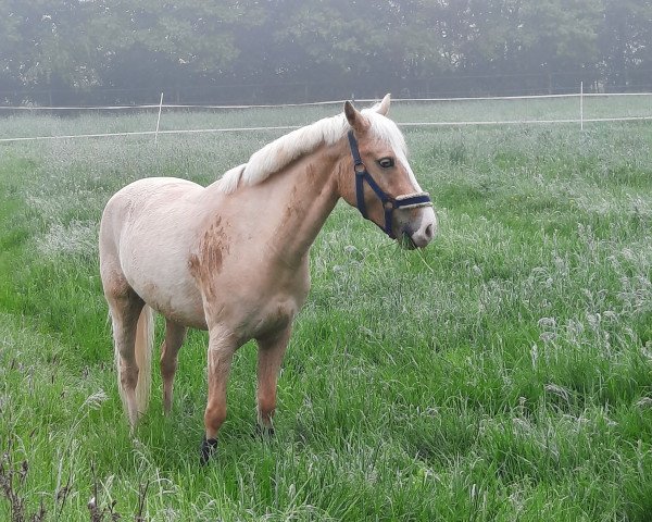 Springpferd Valentino 449 (Deutsches Sportpferd, 2018, von Vulkato)