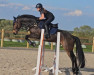 jumper Carlani (Oldenburg show jumper, 2016, from Corlani)