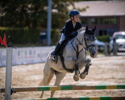 Zuchtstute Lola Montez (Deutsches Reitpony, 2004, von Mac Geyver)