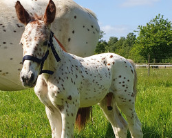 Pferd Lyn's Eleanor af Aleiga (Knabstrupper, 2023, von Azrael af Wendandi)