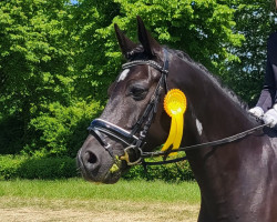 dressage horse Viko LM (German Riding Pony, 2013, from Vivaldi)