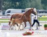 dressage horse Hengst von D'Egalite / Florestan I (Westphalian, 2021, from D'Egalite)