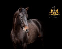 dressage horse Poejo (Portuguese Sporthorse, 2020)