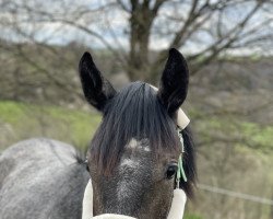 jumper Baby (German Sport Horse, 2022, from Cordess 2)