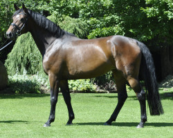 Zuchtstute Lady Loxley H (Hannoveraner, 2011, von Lord Loxley I)