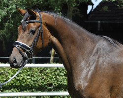 broodmare Fabiola H 3 (Hanoverian, 2013, from Fürst Romancier)